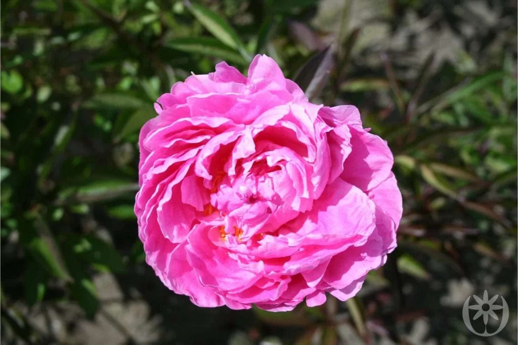 Pion 'Alexander Fleming'